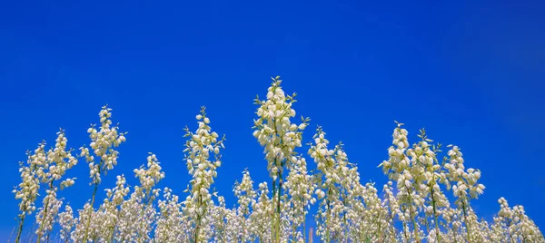 Kwitnie Yucca Filamentosa Przeciwko Błękitnemu Niebu Kwiatowe Tło Natury Baner — Zdjęcie stockowe
