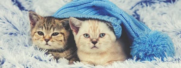 Zwei Kleine Kätzchen Mit Großer Strickmütze Und Bommel Liegen Auf — Stockfoto
