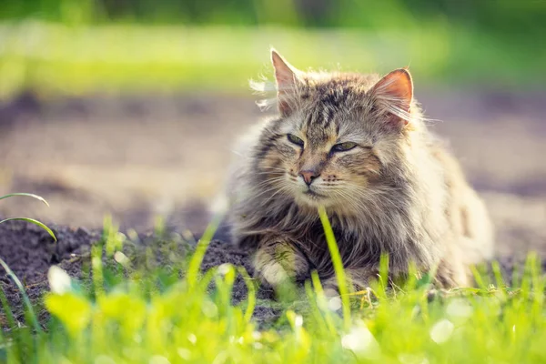 Siberian Cat Sitting Garden Grass Sunny Day — Stock Photo, Image