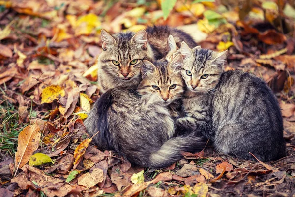 Family of cats. Mother cat with two kittens sits on fallen leaves in autumn