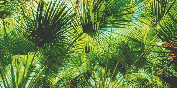 Zweige Mit Blättern Von Chamaerops Demütigen Palmen Tropische Landschaft Hintergrund — Stockfoto