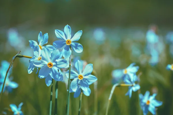 Fond Fleurs Plante Narcisse Sauvage Fleurs Floral Printemps Nature Fond — Photo