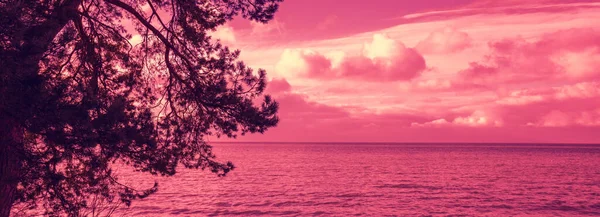 紫色の夕日で海の近くの松の木 Viva Magentaカラー — ストック写真