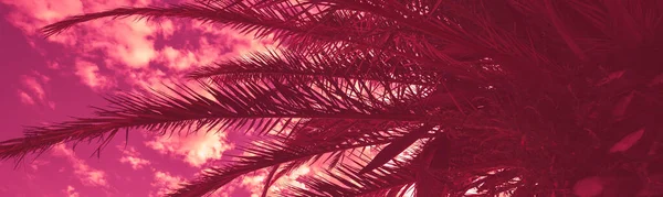 高大棕榈树的轮廓 热带夜景 红色的颜色 美丽的热带自然 横向横幅 — 图库照片