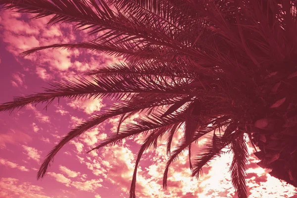高大棕榈树的轮廓 热带夜景 红色的颜色 美丽的热带自然 — 图库照片