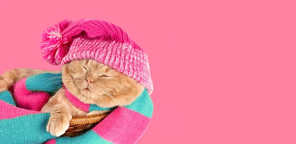 滑稽的猫 头戴粉色针织帽子 头戴花冠 头戴围巾 睡在粉色背景的篮子里 横向横幅 — 图库照片