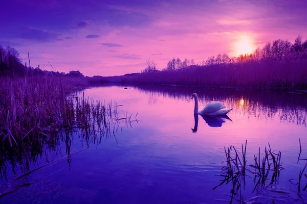 神奇的日落在农村 春天的乡村风景 天鹅在湖中游泳 — 图库照片