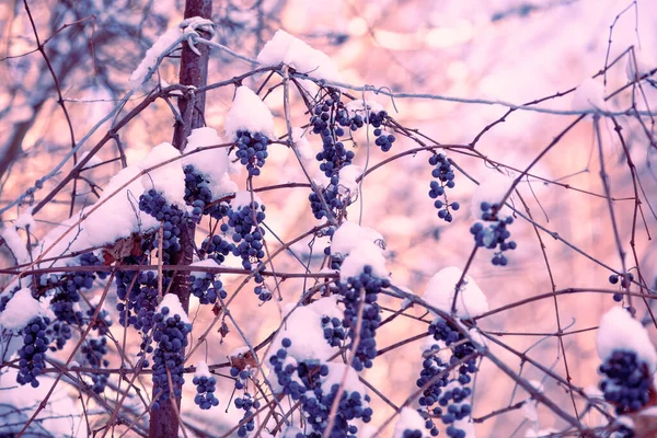 Uvas Vinho Tinto Não Colhidas Cobertas Neve Uma Videira Inverno — Fotografia de Stock