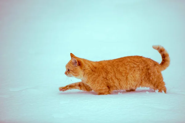 Рыжая Кошка Ходит Снегу Зимой — стоковое фото