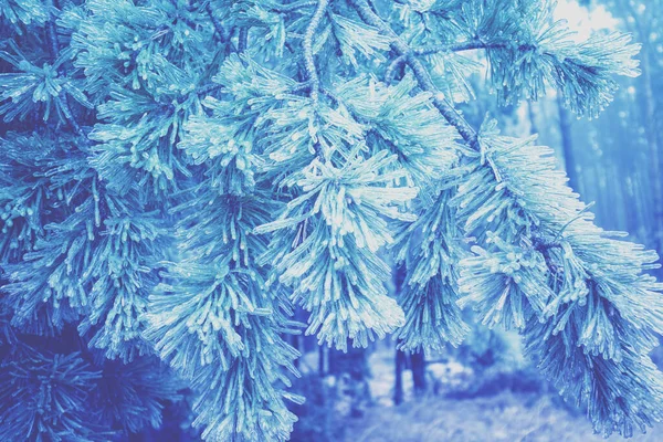 Borové Větve Pokryté Ledem Mrazivém Dešti Příroda Zimní Pozadí Módní — Stock fotografie