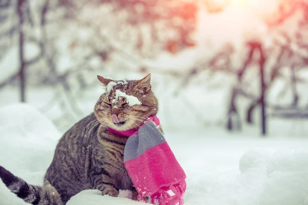 Μια Γάτα Ένα Πλεκτό Μαντήλι Κάθεται Στο Χιόνι Κατά Διάρκεια — Φωτογραφία Αρχείου