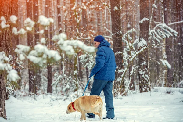 冬の雪の森を犬が歩く幸せな男 — ストック写真