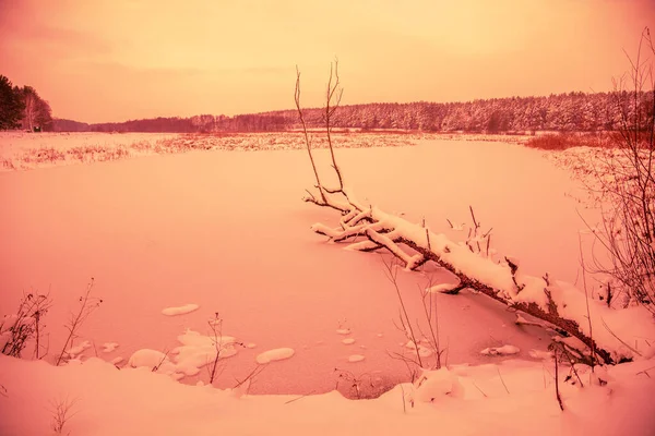 Snowy Landelijk Landschap Gevallen Boom Bevroren Meer Trendy Kalmerende Koraalkleur — Stockfoto