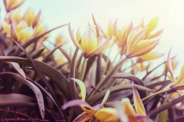 Поле Дикими Цветущими Тюльпанами Тарда Tulipa Tarda Весной Вид Снизу — стоковое фото