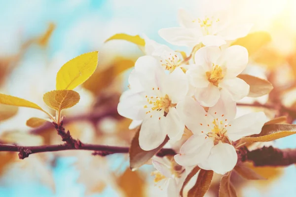 リンゴ園の開花 春の自然背景 開花リンゴの花の枝 — ストック写真