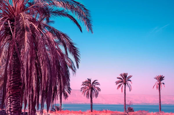 Морський Ландшафт Північному Ізраїлі Пальмові Дерева Біля Моря Увечері Галілейському — стокове фото