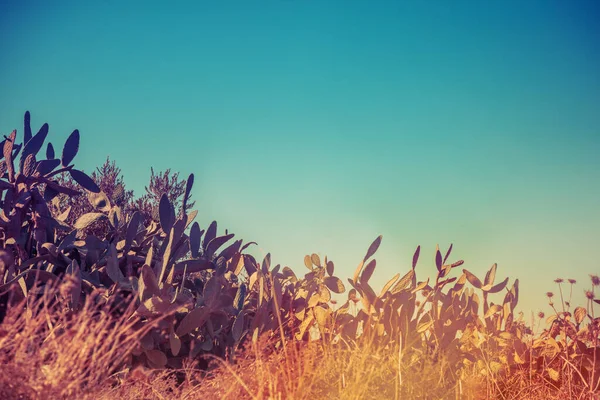 Kaktus Opuntia Chlorotica Auf Dem Hügel Gegen Den Himmel — Stockfoto