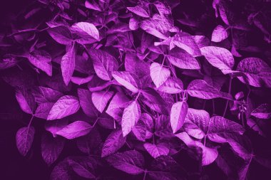 Soya fasulyesinin mor yaprakları. Doğa arka planda kalır. Kadife menekşe moda rengi