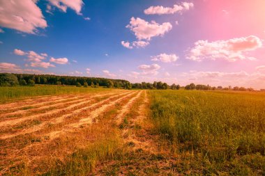 Günbatımında hasat edilen tarlalar