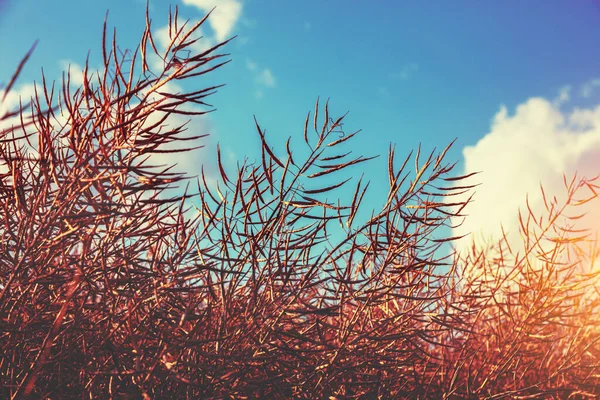 菜種畑だ 青い空に対して乾燥した菜種植物 — ストック写真