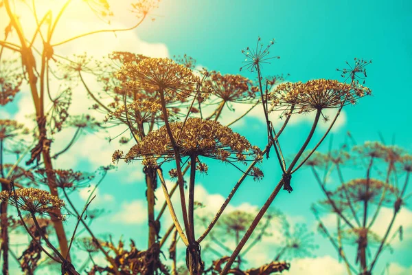 夕日の空に乾いたハーレクアムの植物 — ストック写真