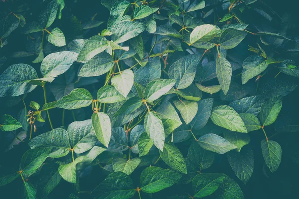 Grüne Blätter Von Sojabohnenpflanzen Natur Hinterlässt Spuren — Stockfoto