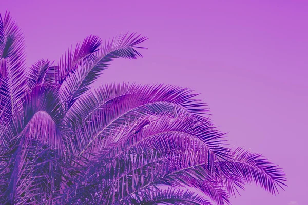 Palmeira Contra Pôr Sol Céu Fundo Moda Veludo Cor Violeta — Fotografia de Stock