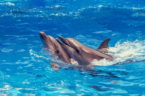 Een Paar Dolfijnen Zwemmen Zee — Stockfoto