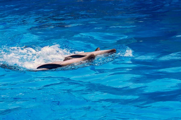 Кілька Дельфінів Плавають Морі — стокове фото