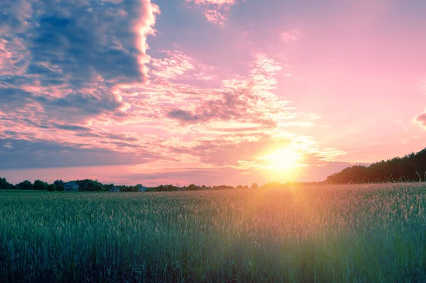 Сельский Пейзаж Красивым Градиентным Вечерним Небом Закате Зеленое Поле Деревня — стоковое фото