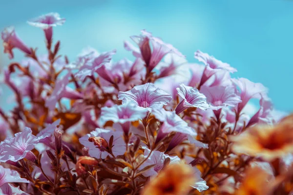 Ανθισμένα Λουλούδια Της Πετούνια Στον Γαλάζιο Ουρανό Floral Φόντο Της — Φωτογραφία Αρχείου