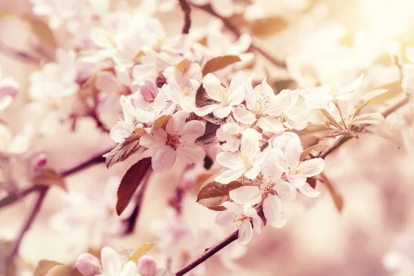 Virágzó Almáskert Tavaszi Természet Háttér Virágos Almavirág Ágzó Ágok — Stock Fotó