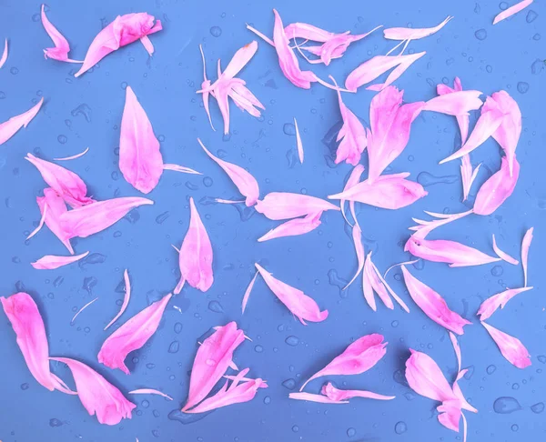 Roze Pioenroos Bloemblaadjes Blauwe Achtergrond Abstracte Floristische Achtergrond — Stockfoto