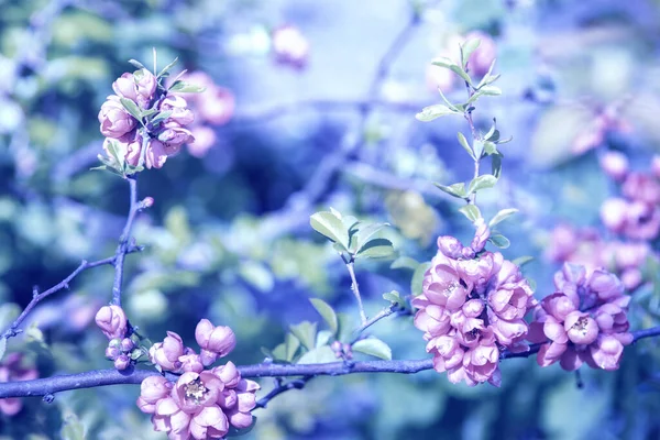 Vintage Blommande Fruktträdgård Filialer Med Blommande Chaenomeles Blommor — Stockfoto