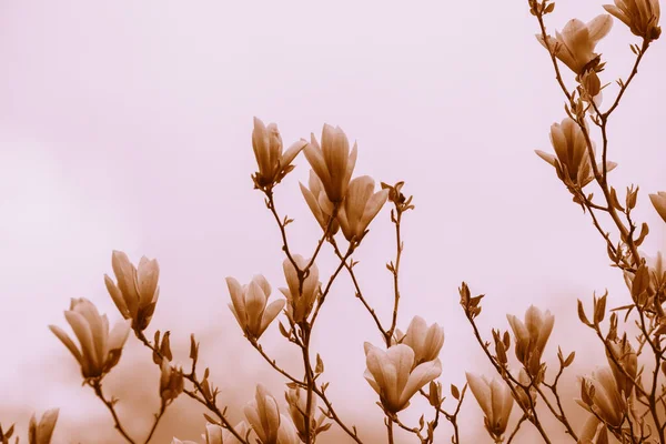 Vintage blossoming magnolia flowers. Springtime. Natural vintage flowers background. Toned filter