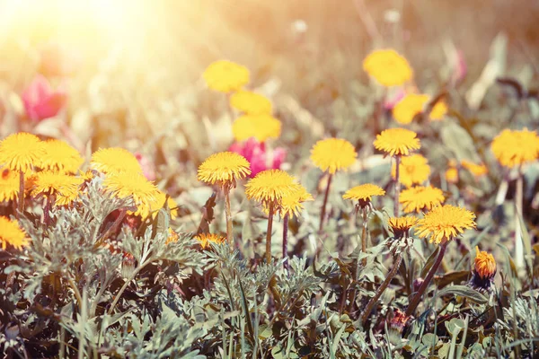 Weinlese Löwenzahn Rasen Hintergrund Blühende Blumen Frühling — Stockfoto