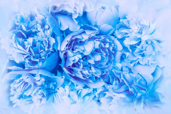 Blue vintage grunge background from peony flowers