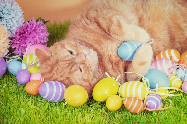 Funny Ginger Cat Sleeping Back Artificial Turf Colored Easter Eggs — Stock Photo, Image