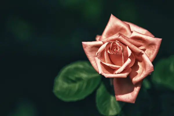 Урожай Квітучої Троянди Квітка Темному Фоні — стокове фото