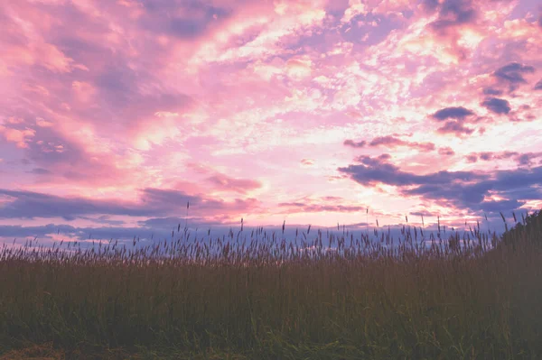Пшеничне Поле Вечірнім Небом Влітку Сільський Пейзаж Природа — стокове фото