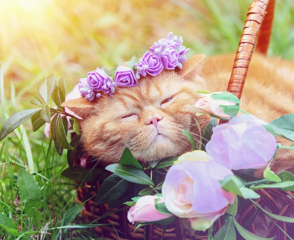 Lindo Jengibre Británico Taquigrafía Gato Usando Una Corona Floral Acostado —  Fotos de Stock