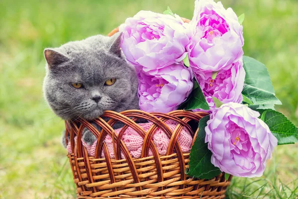 Şirin Mavi Ngiliz Shorthair Kedisi Bahar Bahçesinde Şakayık Çiçekleriyle Sepette — Stok fotoğraf