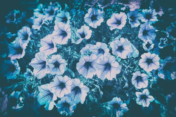 Vintage Flowering Blue Petunia Flowers Garden Floral Nature Background — Stock Photo, Image