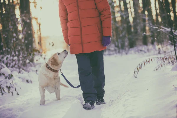 Человек Собакой Поводке Гуляет Зимой Заснеженном Сосновом Лесу — стоковое фото