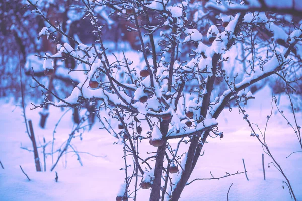 Snöig Äppelträdgård Oskördade Äpplen Trädet Täckta Med Snö — Stockfoto