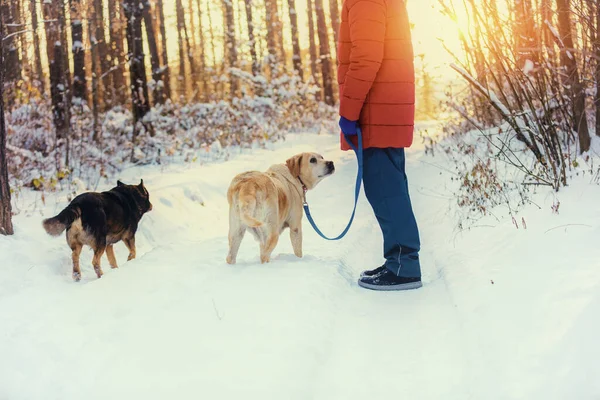Hombre Con Dos Perros Pasea Invierno Bosque Pinos Nevados —  Fotos de Stock