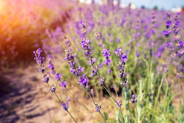 Blühendes Lavendelfeld Sommer Hintergrund Natur — Stockfoto