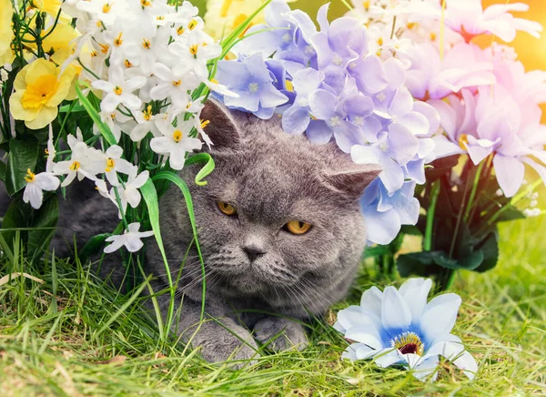 Симпатичная Голубая Британская Короткошерстная Кошка Отдыхает Искусственных Цветах Траве Весеннем — стоковое фото