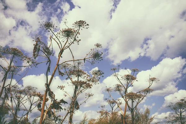 Trockene Heracleum Pflanze Vor Bewölktem Himmel Hintergrund Natur — Stockfoto