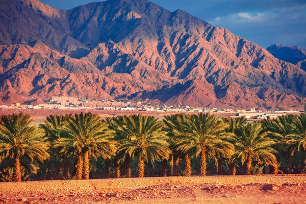 Oasis Desert Palm Grove Grows Desert Palm Plantations Backdrop Mountains — Stock Photo, Image